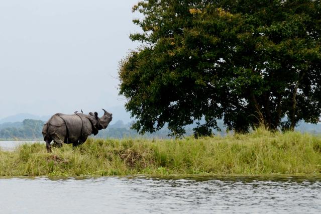 Kaziranga - the amazing world of rhinos 